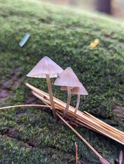 Mycena alcalina