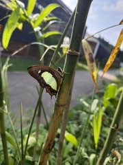 Polyura athamas