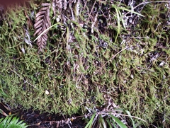 Phlegmariurus varius