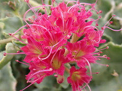 Nyctaginia capitata