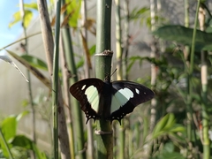 Polyura athamas