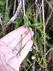 Phlegmariurus varius