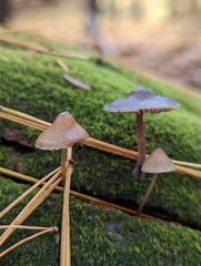 Mycena alcalina