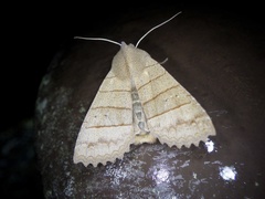 Eupsilia quadrilinea