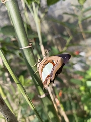 Polyura athamas