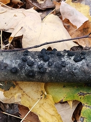 Rosellinia