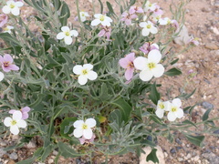 Nerisyrenia camporum