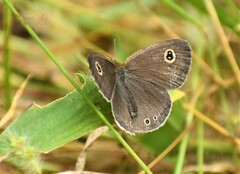 Ypthima huebneri