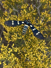 Syntomeida melanthus