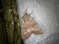 Eupsilia unipuncta