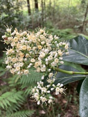 Viburnum odoratissimum