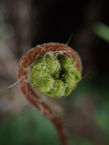 Sadleria wagneriana observed 2022-10-11
