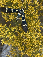 Syntomeida melanthus