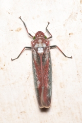 Cicadellinae