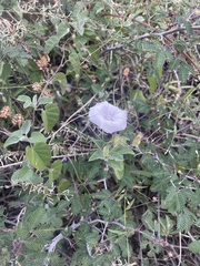 Jacquemontia pringlei