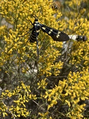 Syntomeida melanthus