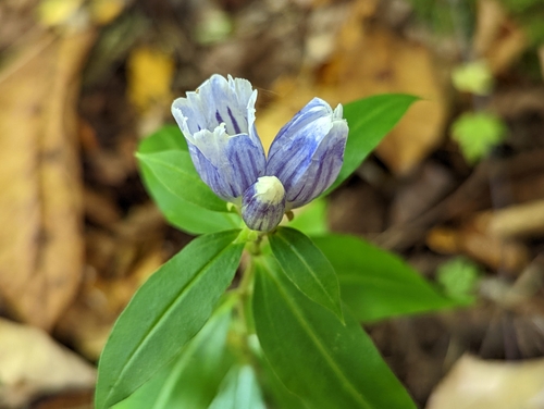 Image of Gentiana decora by (c) Elias, some rights reserved (CC BY)