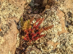 Crassula