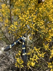 Syntomeida melanthus