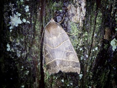 Telorta acuminata