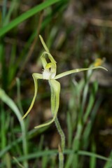 Caladenia versicolor
