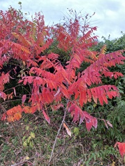 Rhus glabra