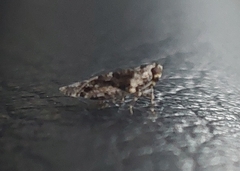 Catonia nava