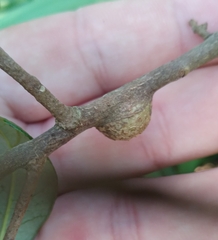 Callirhytis quercusbatatoides