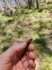 Lampropholis delicata