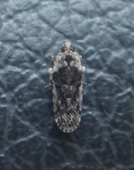 Catonia nava