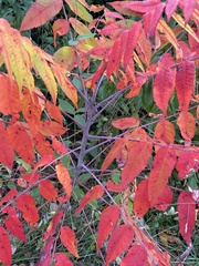 Rhus glabra