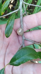 Callirhytis quercusbatatoides