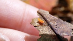 Monarthropalpus flavus