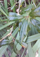 Callirhytis quercusbatatoides