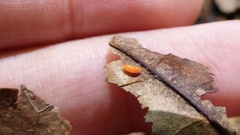 Monarthropalpus flavus