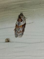 Acleris maculidorsana