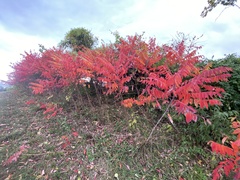Rhus glabra