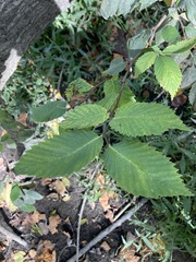 Ulmus