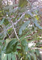 Callirhytis quercusbatatoides