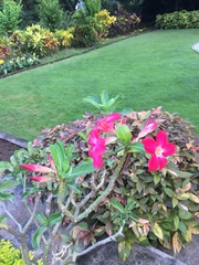 Adenium