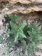Notholaena standleyi
