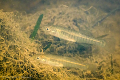 Fundulus diaphanus diaphanus