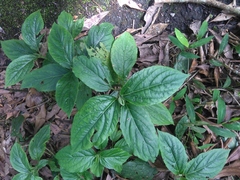 Paraphlomis javanica