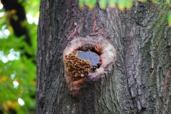 Laetiporus sulphureus