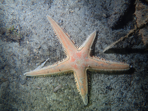 Astropecten aranciacus
