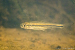 Semotilus corporalis