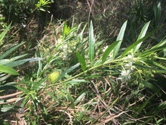 Gomphocarpus physocarpus