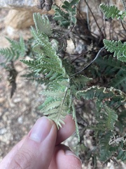 Notholaena standleyi