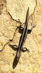 Cryptoblepharus pulcher