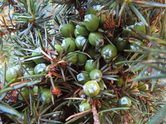 Juniperus formosana